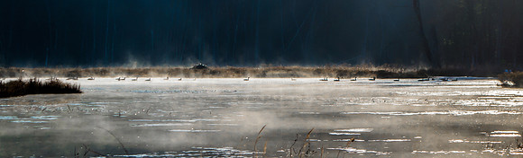 Geese In The Morning Fog