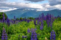 Sugar Hill Lupines