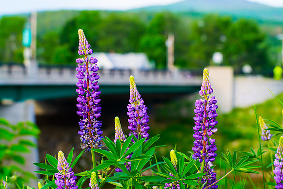 Lupines