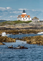 Seals posing in front of Egg Rock Island Lighthouse