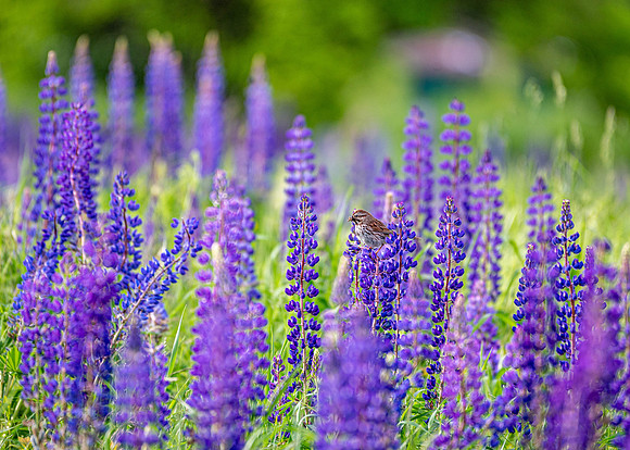 Little Bird on Lupines