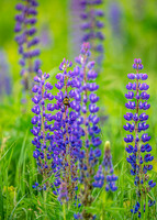 Bumble Bee on Lupines