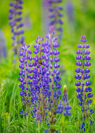 Bumble Bee on Lupines