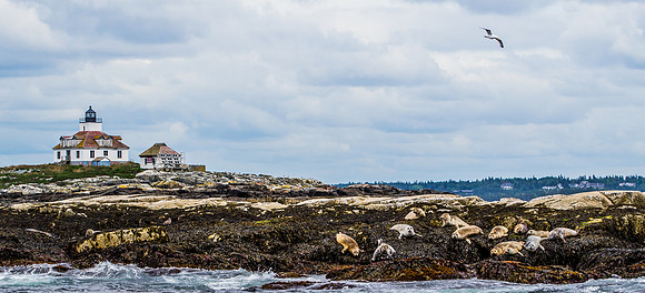 Egg Rock Island and Seals