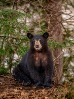 Smiling Bear Cub