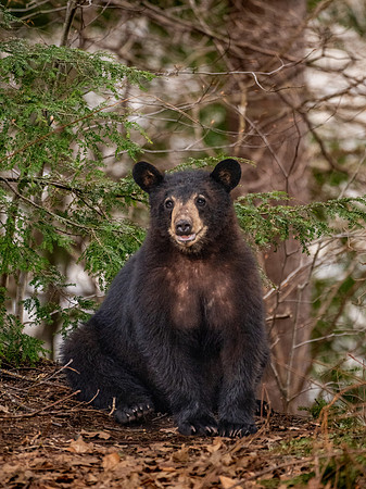 Smiling Bear Cub