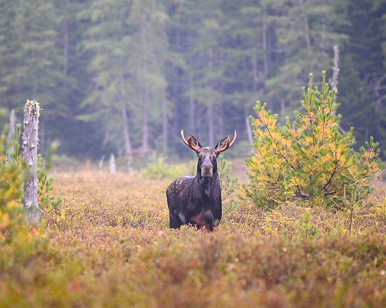 Curious Young Bull in the Morning