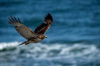 Broad Winged Hawk