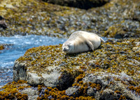 Lazy Seal