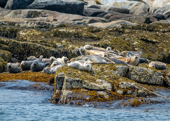 Group of Seals