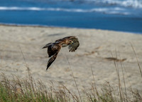 Broad Winged Hawk