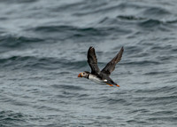 Atlantic Puffin
