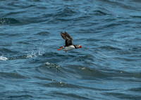 Atlantic Puffin Take Off