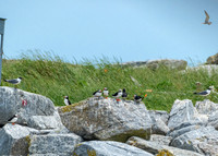 Group of Atlantic Puffins